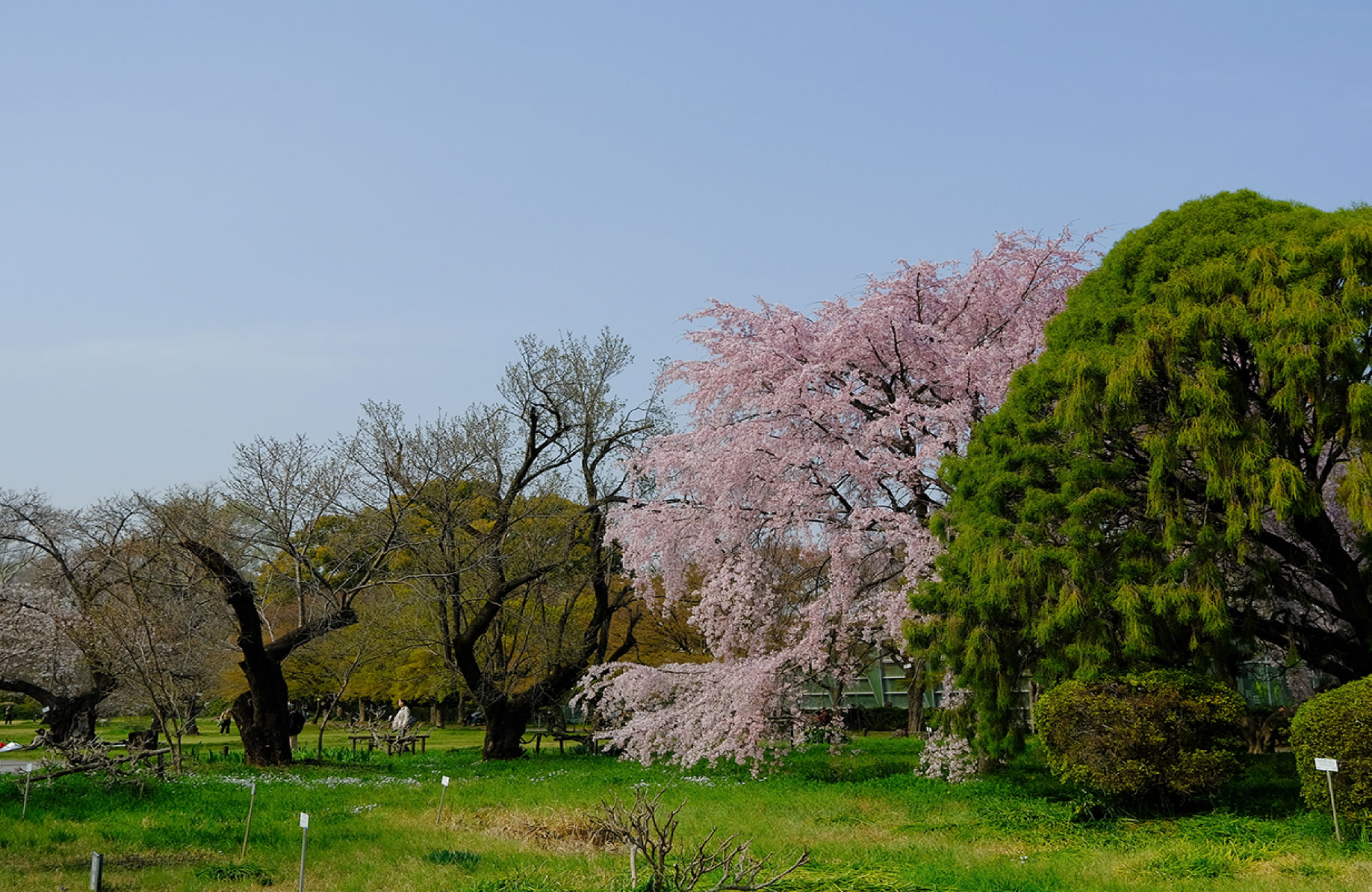 小石川植物園（徒歩約15分）