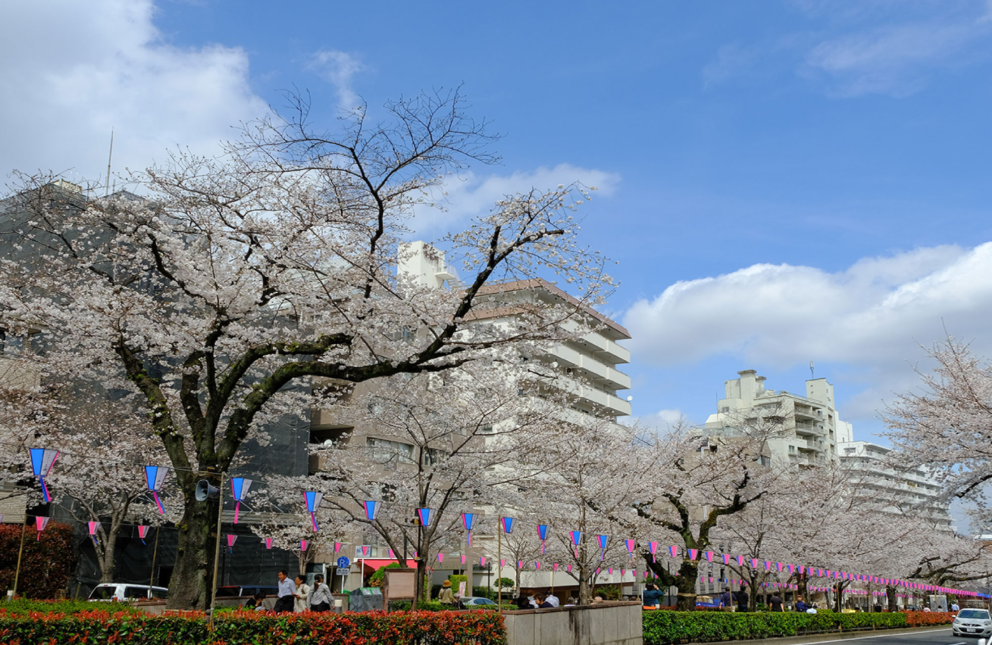 播磨坂さくら並木（徒歩約7分）