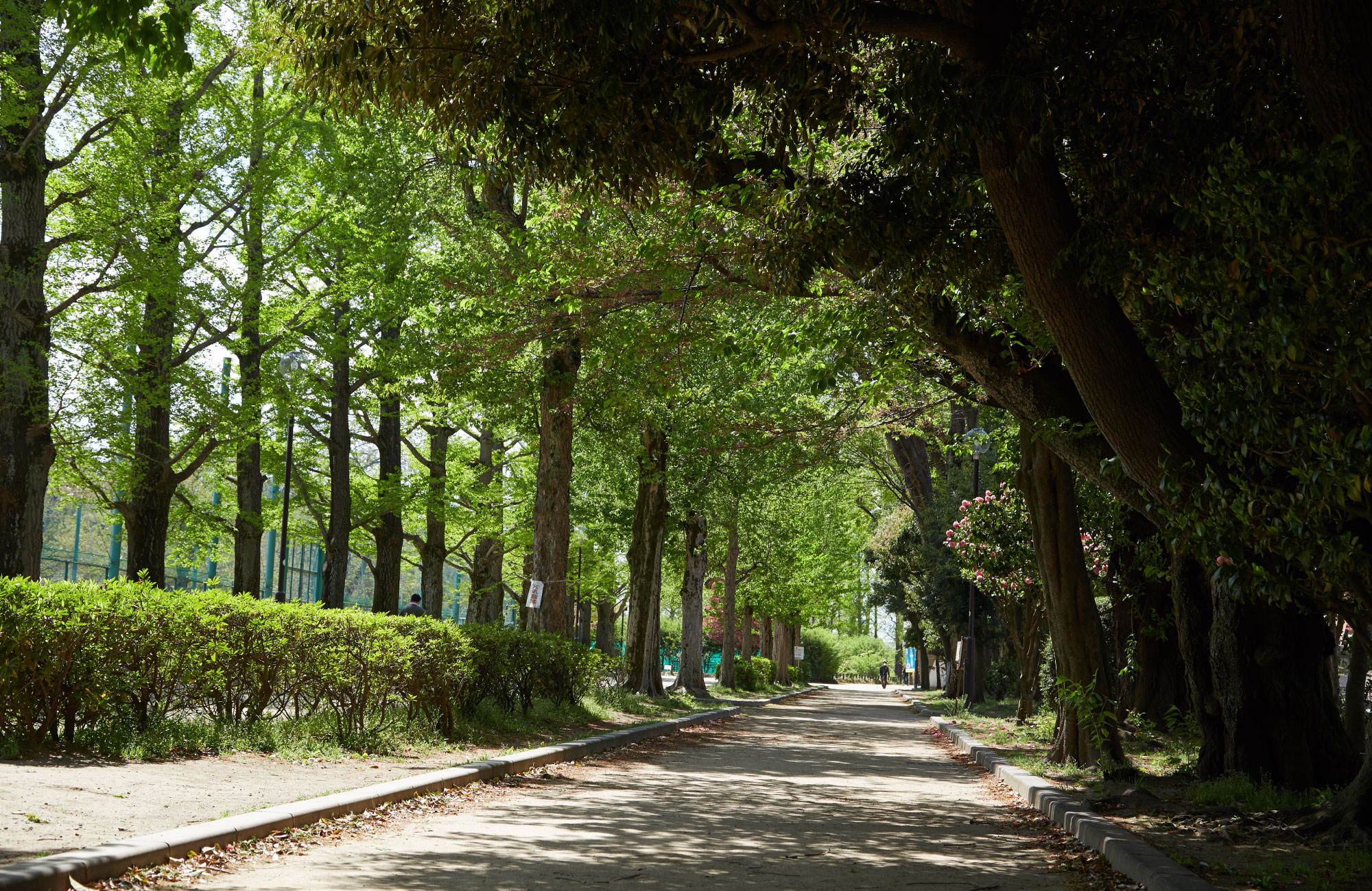 羽根木公園(徒歩約6分)