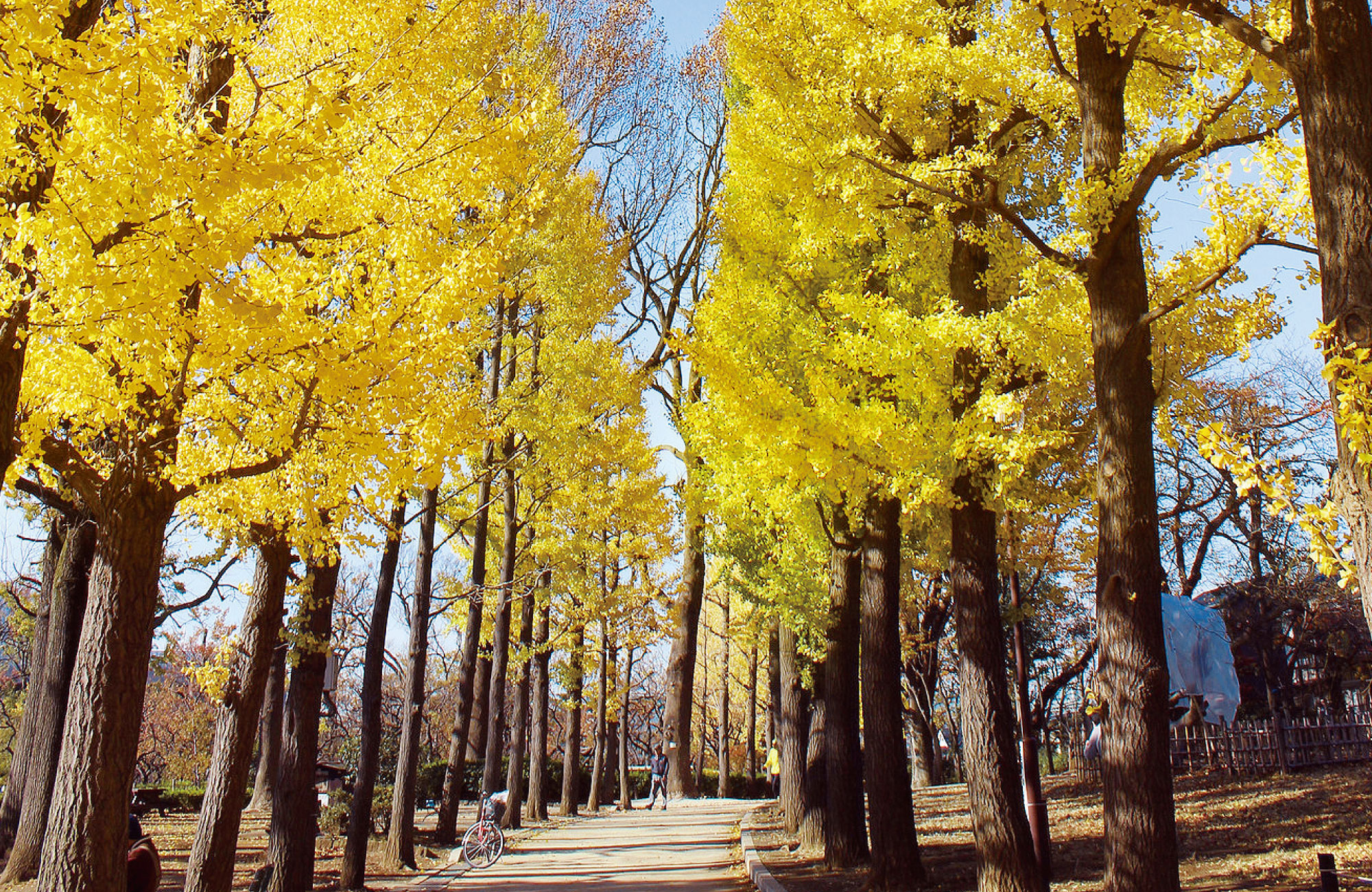 羽根木公園(徒歩約6分)