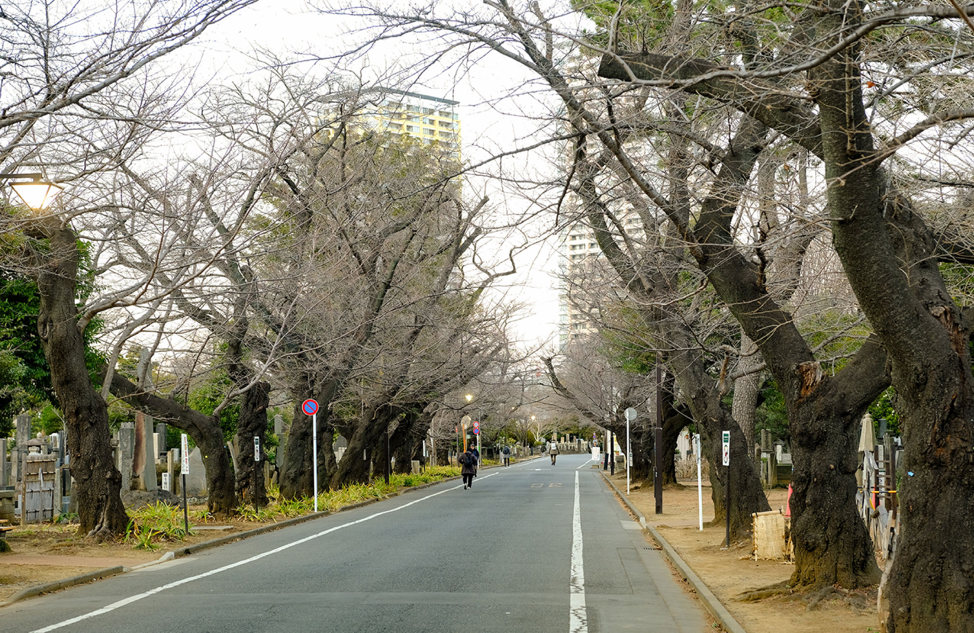 谷中霊園